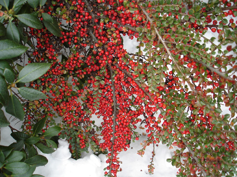 red berries and snow