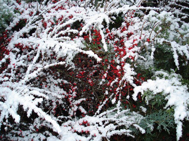 cotoneaster in the snow
